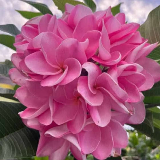 Close-up of a cluster of pink flowers with green leaves in the background