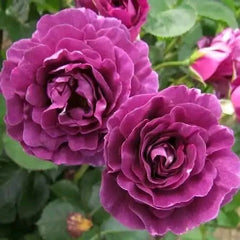 100 Rose Flower Seeds Varieties Name Minerva