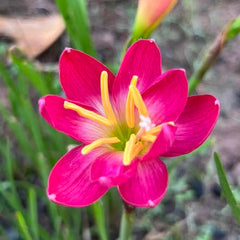 35 Love Frorary Rain Lily Zephyranthes Flower Seeds