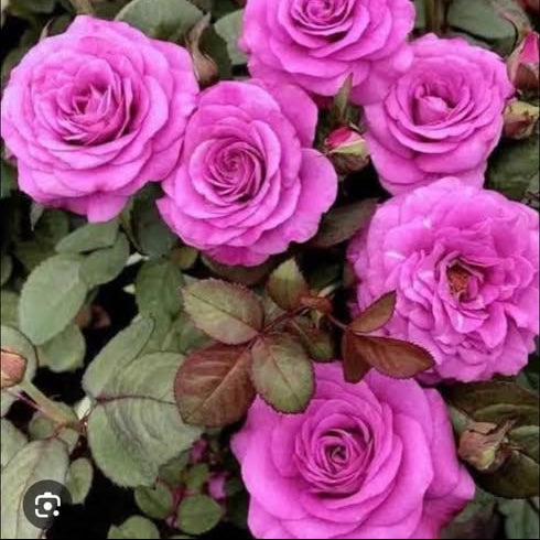 Close-up of pink roses with green leaves