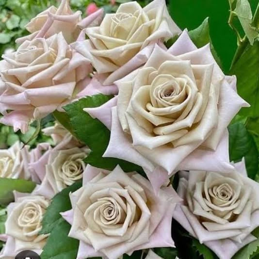 Bouquet of light pink and white roses with green leaves.