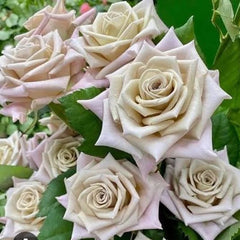 Bouquet of light pink and white roses with green leaves.