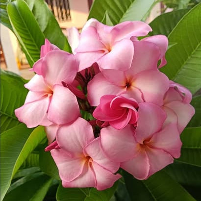 Pink flowers with green leaves in the background