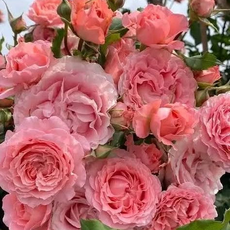 Close-up of pink roses with green leaves against a blurred natural background