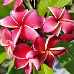 Close-up of pink and red flowers with green leaves