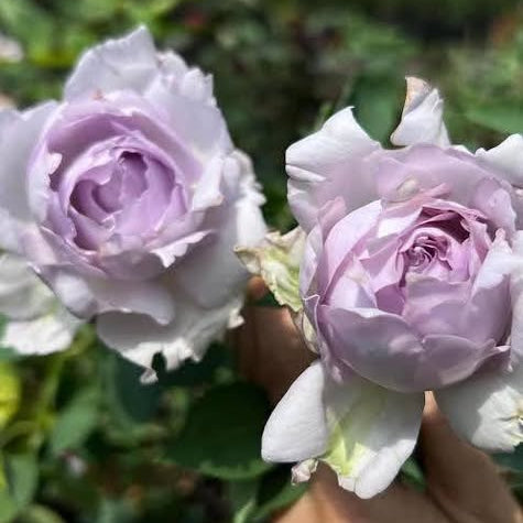 Close-up of two light purple flowers held by a hand against a blurred green background