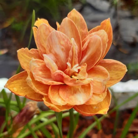 35 Phrawtawan Rain Lily Zephyranthes Flower Seeds