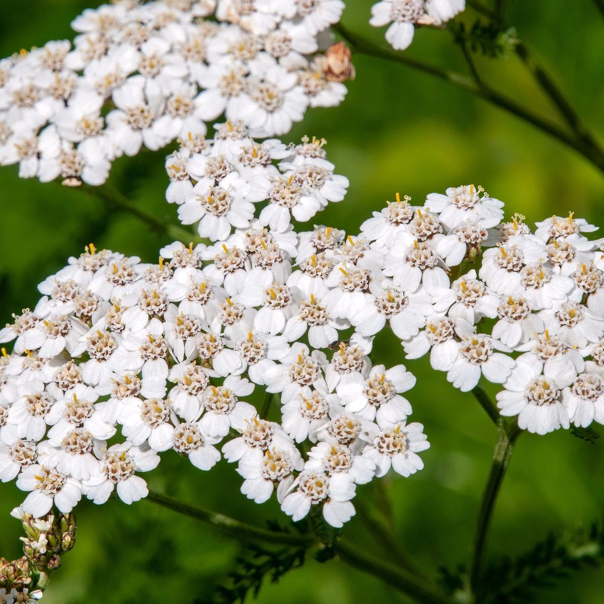 500 White Yarrow Flower Achillea Millefolium Seeds