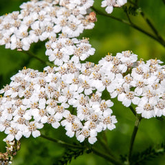 500 White Yarrow Flower Achillea Millefolium Seeds