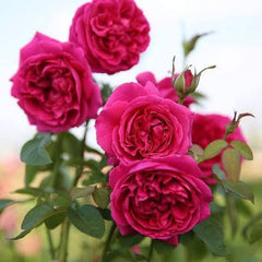 100 Rose Flower Seeds Varieties Name Praline Rough