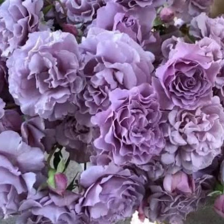 Bouquet of light purple flowers with green leaves