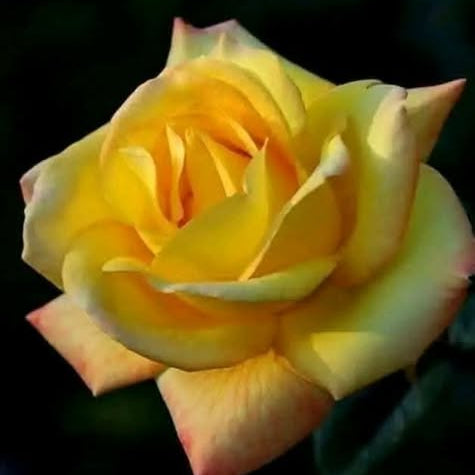 Close-up of a yellow rose with a dark background