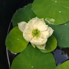 20 Thai Sacred Lotus Flower Seeds Varieties Name Yellow Peony