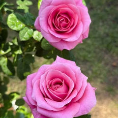 100 Rose Flower Seeds Varieties Name Roman Pink Terrazza