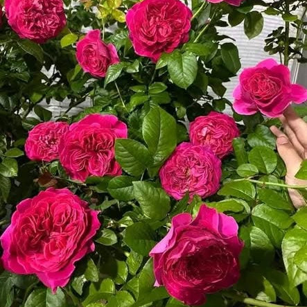 Pink flowers with green leaves in a garden setting