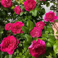 Pink flowers with green leaves in a garden setting