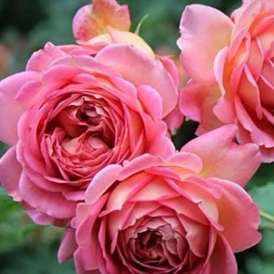 Close-up of pink roses with a blurred green background