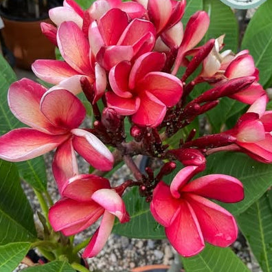 Close-up of a vibrant red and pink flower with green leaves in the background.