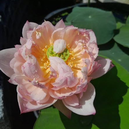 Pink lotus flower with green leaves in the background