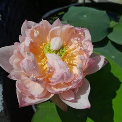 Pink lotus flower with green leaves in the background