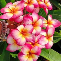 Close-up of pink and white flowers with green leaves