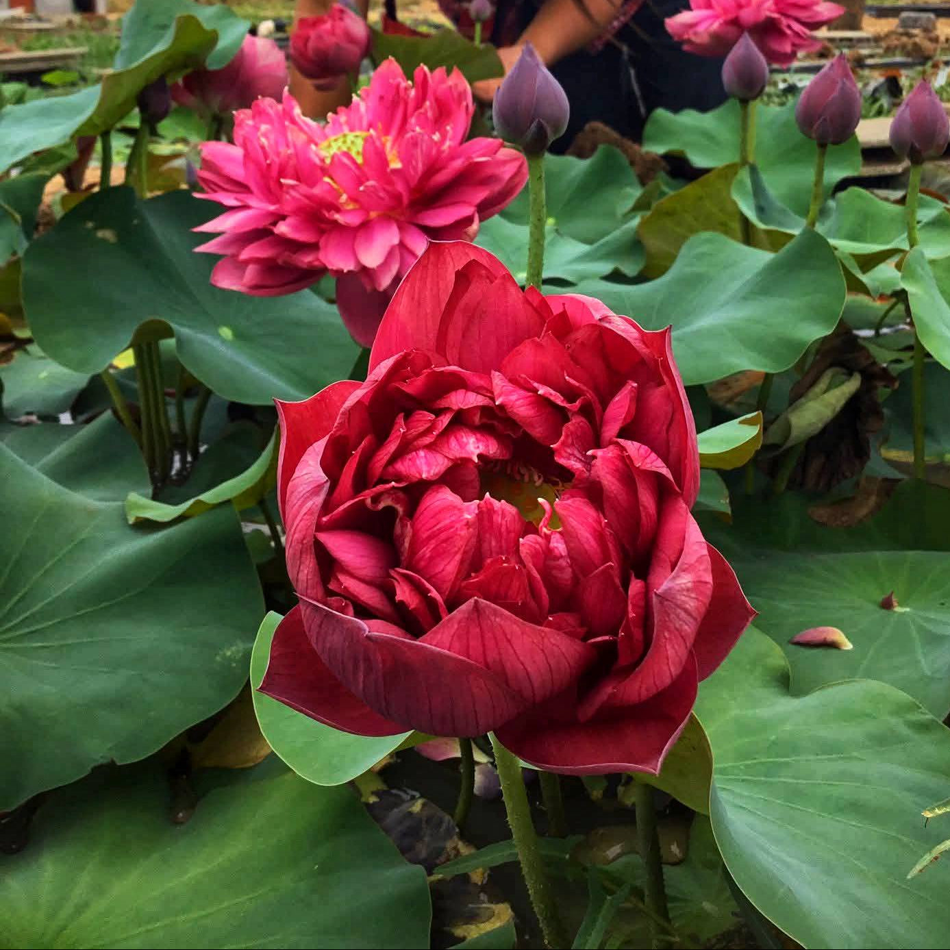 Person among blooming pink lotus flowers with a cloudy sky in the background