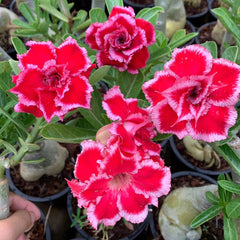 Red and white flowers with green leaves in a pot, surrounded by other plants.