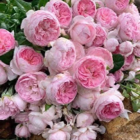 100 Rose Flower Seeds Varieties Name Mon Coeur