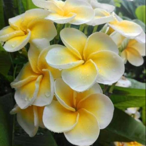 Close-up of yellow and white flowers with green leaves in the background
