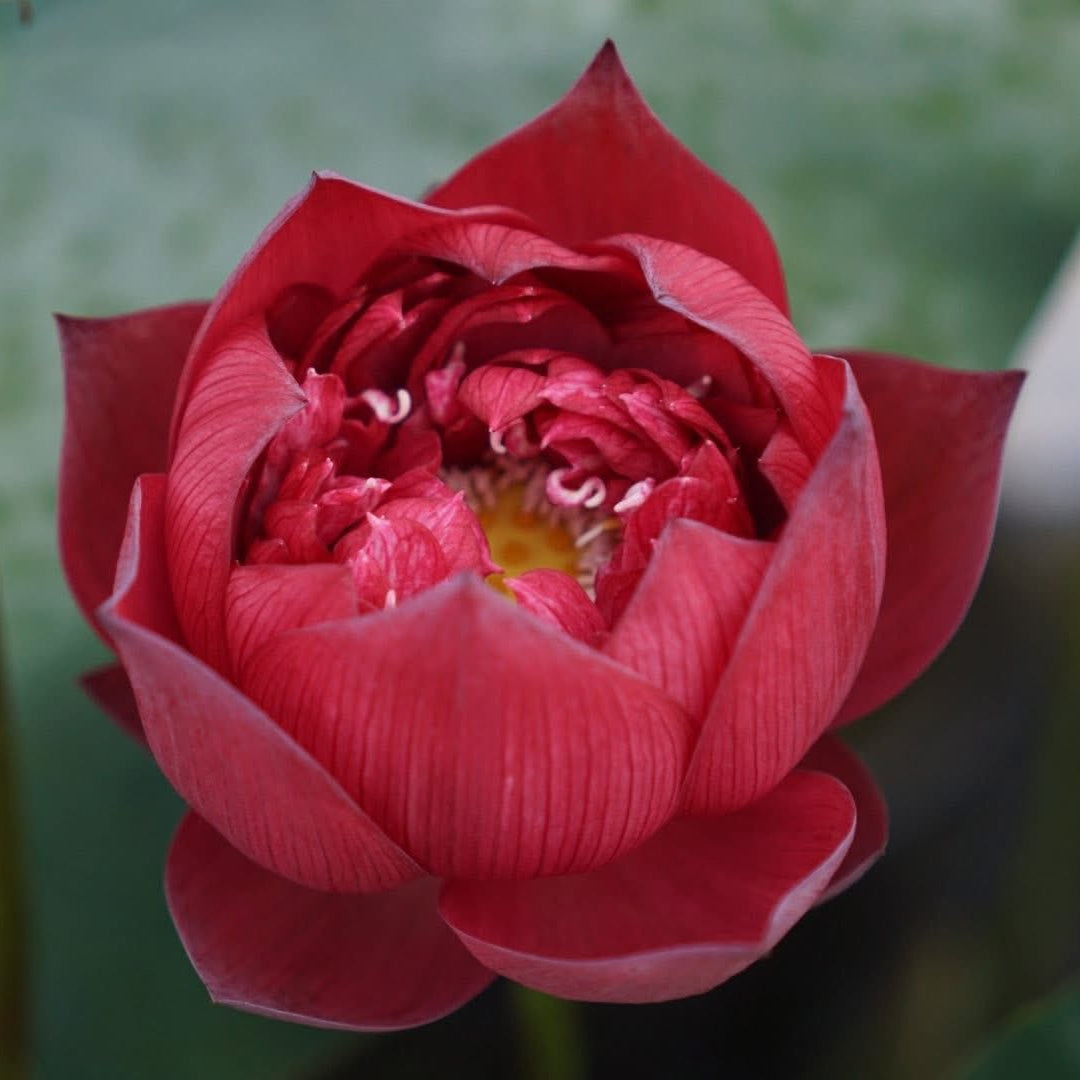 Close-up of a pink lotus flower with a blurred green background