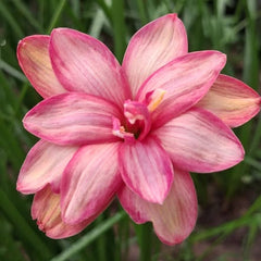 Pink flower with green grass in the background