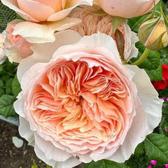 Close-up of pink roses with green leaves in the background
