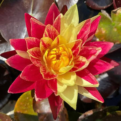 Colorful flower with red and yellow petals on a dark background