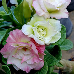 Close-up of pink and white flowers with green leaves, featuring 'BigaddForm' branding.