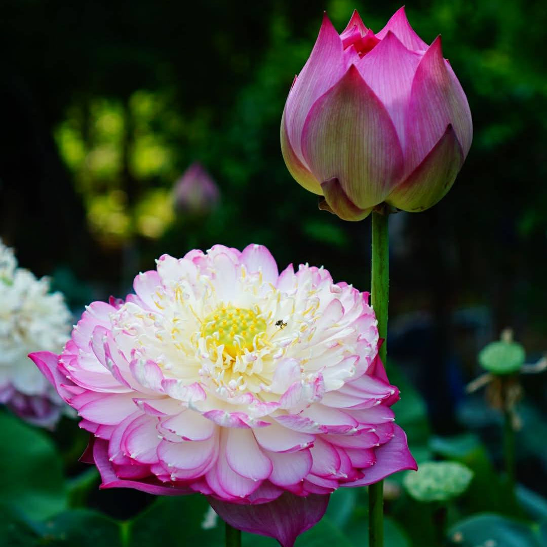 Two pink and white lotus flowers with a dark background