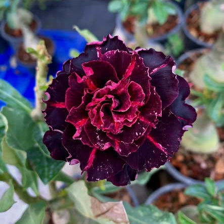 Close-up of a dark purple flower with blurred plants in the background
