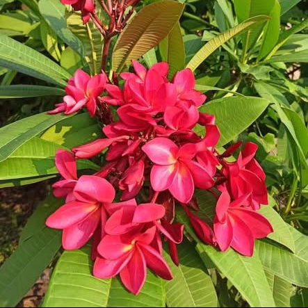 Red and pink flowers with green leaves in the background