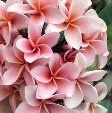 Close-up of pink and white flowers with green leaves in the background