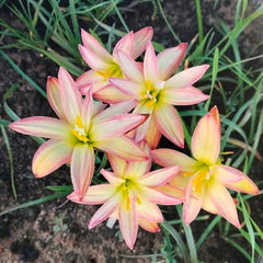 Group of pink and yellow flowers with green leaves on a blurred background