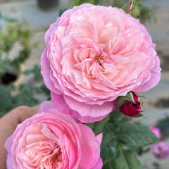 Close-up of pink flowers with a blurred garden background
