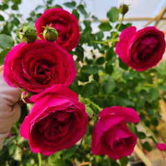 Close-up of vibrant pink roses with green leaves in the background