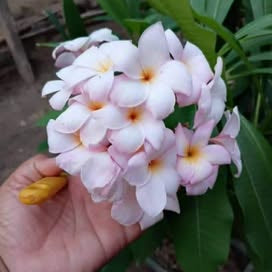 Hand holding a cluster of pink and white flowers with green leaves in the background.