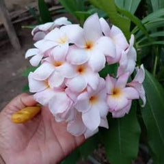 Hand holding a cluster of pink and white flowers with green leaves in the background.