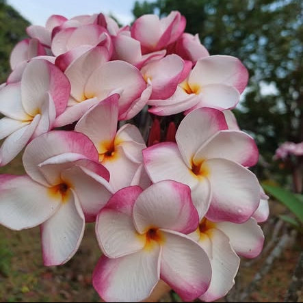 Close-up of pink and white flowers with a blurred natural background