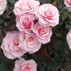 Close-up of pink roses with green leaves