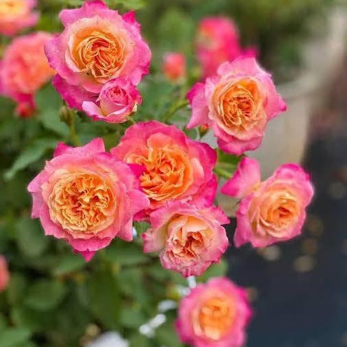 Close-up of pink and orange roses with a blurred background