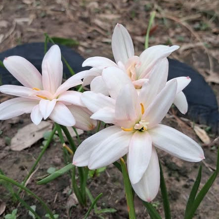 White flowers with yellow centers on a natural background