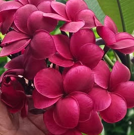 Close-up of a hand holding pink flowers with green leaves in the background