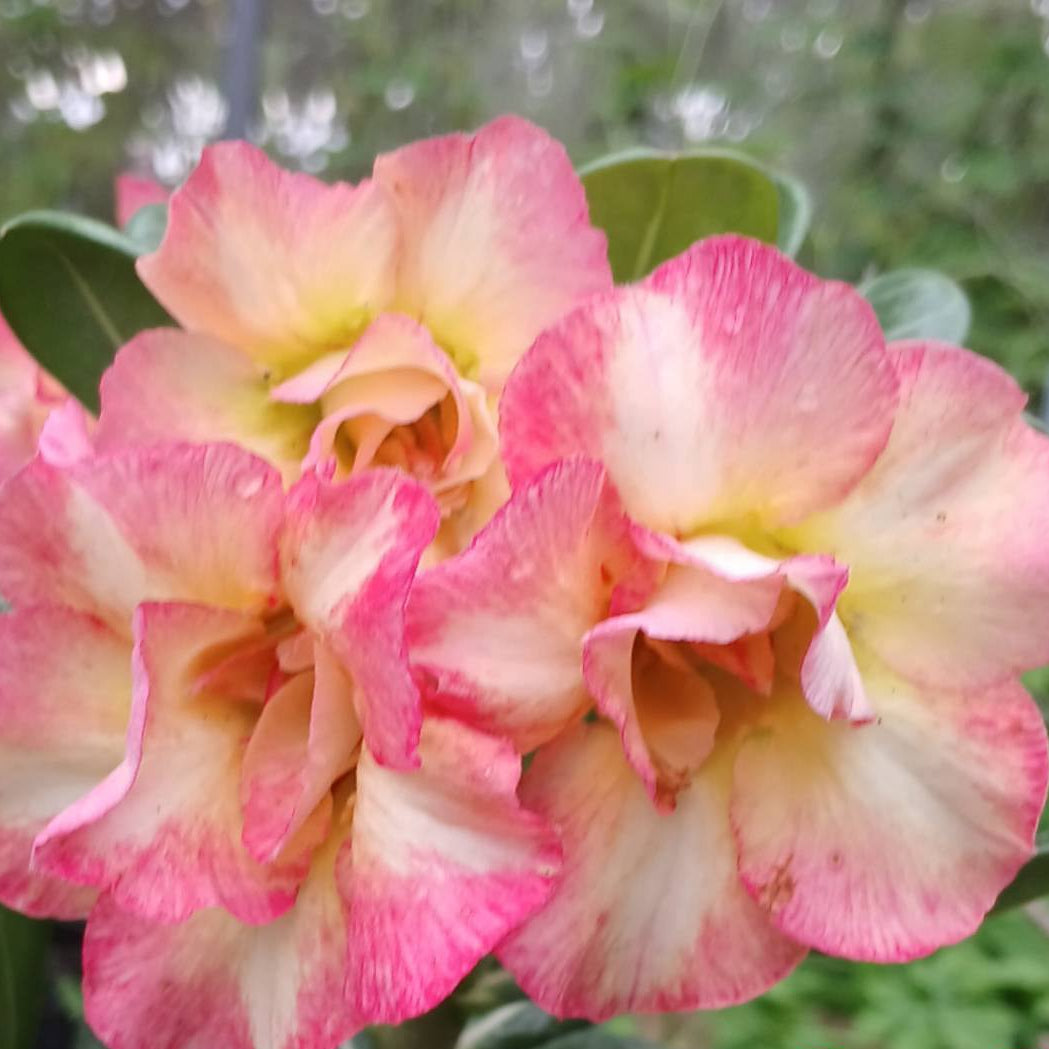 Pink and yellow flower with green leaves, labeled 'Bigadd Farm'.