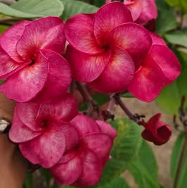 Close-up of pink and red flowers with green leaves